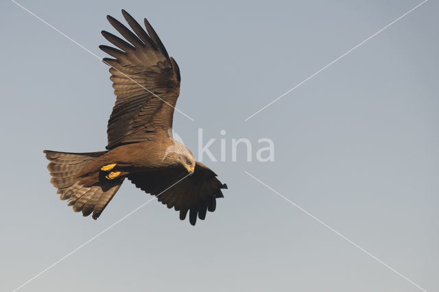 Black Kite (Milvus migrans)