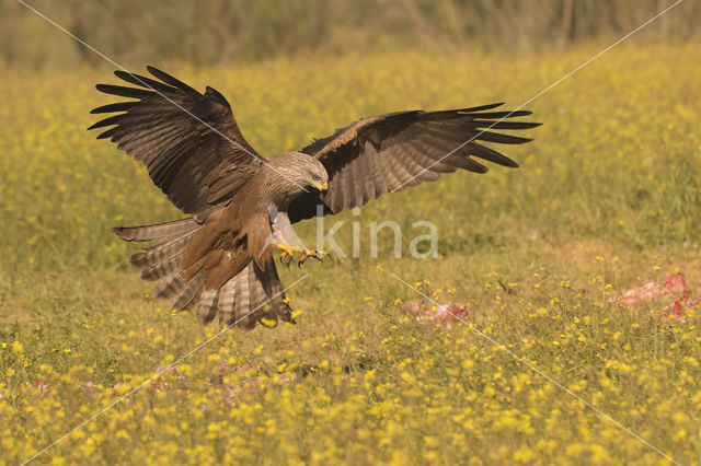 Zwarte Wouw (Milvus migrans)