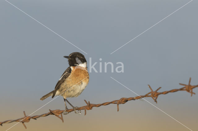 European Stonechat (Saxicola rubicola)