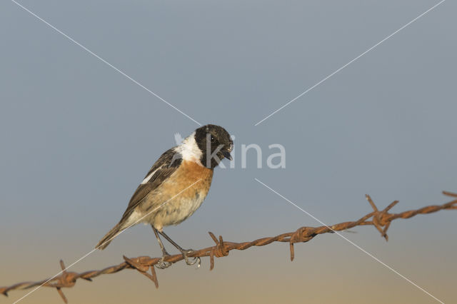 European Stonechat (Saxicola rubicola)