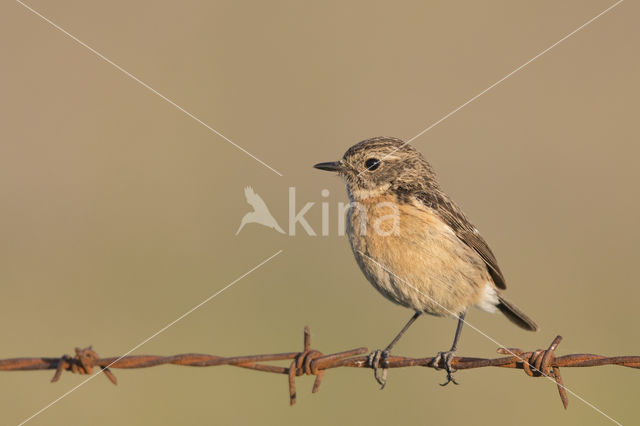 European Stonechat (Saxicola rubicola)