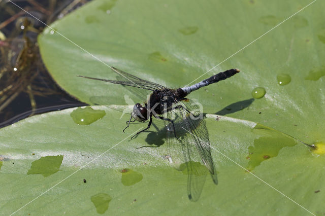 Lilypad White-faced Darter (Leucorrhinia caudalis)