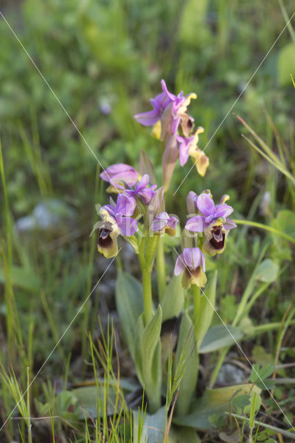 wolzwever (ophrys tethredinifera)