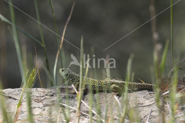 Jewelled lacerta (Lacerta lepida)