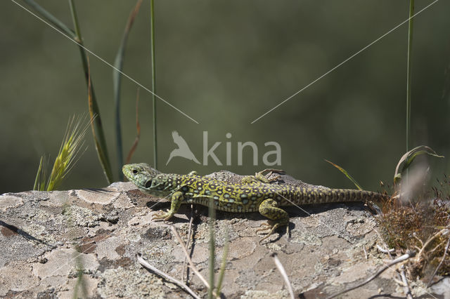 Jewelled lacerta (Lacerta lepida)