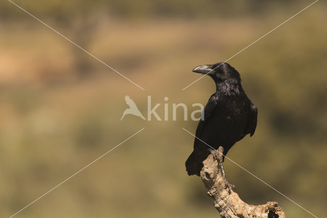 Raaf (Corvus corax)