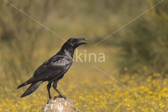 Raaf (Corvus corax)