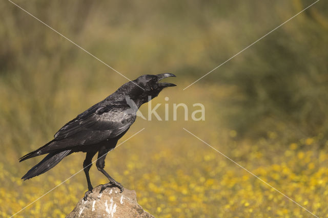 Raaf (Corvus corax)