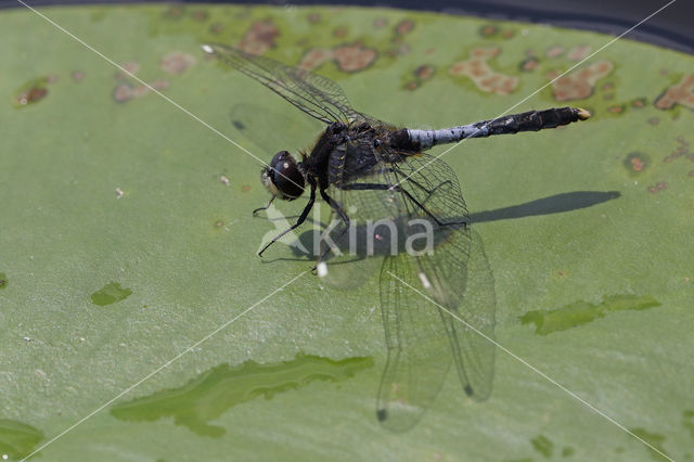 Lilypad White-faced Darter (Leucorrhinia caudalis)