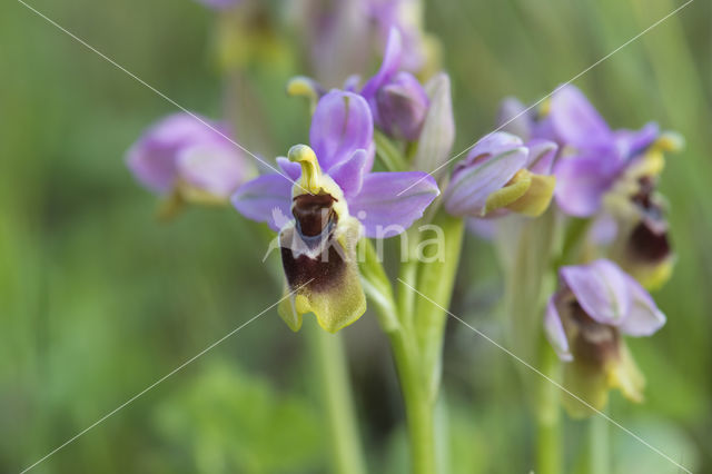 wolzwever (ophrys tethredinifera)