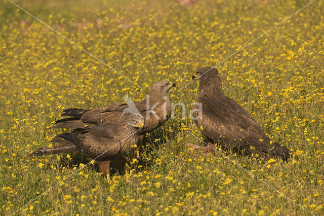 Zwarte Wouw (Milvus migrans)