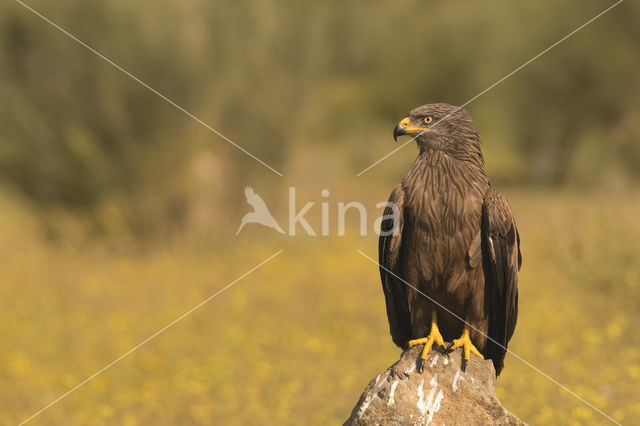 Black Kite (Milvus migrans)