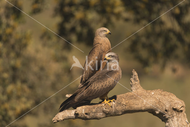 Black Kite (Milvus migrans)