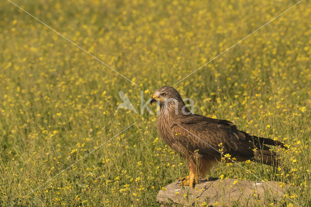 Zwarte Wouw (Milvus migrans)