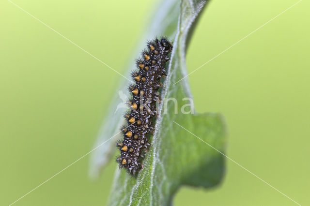 Bosparelmoervlinder (Melitaea athalia)