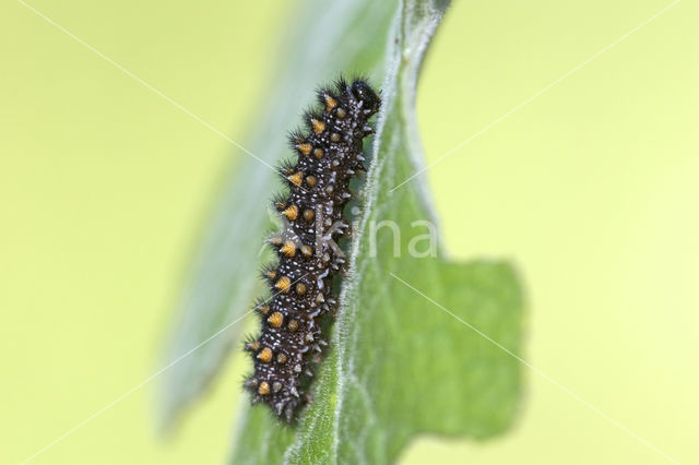 Heath Fritillary (Melitaea athalia)