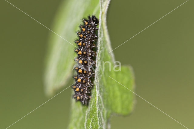 Bosparelmoervlinder (Melitaea athalia)