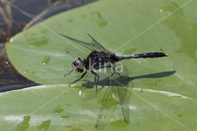 Lilypad White-faced Darter (Leucorrhinia caudalis)