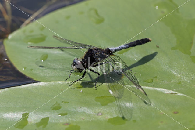 Lilypad White-faced Darter (Leucorrhinia caudalis)