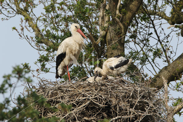 White Stork (Ciconia ciconia)