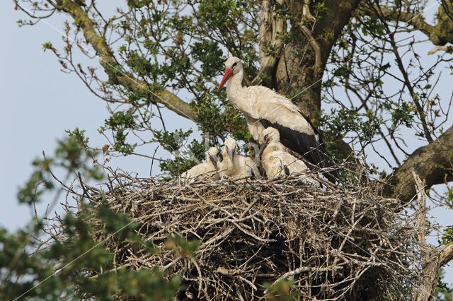 White Stork (Ciconia ciconia)