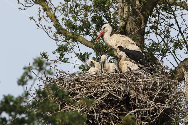 White Stork (Ciconia ciconia)