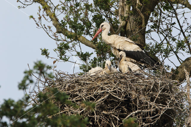 White Stork (Ciconia ciconia)