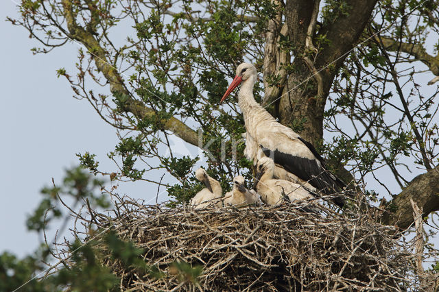 White Stork (Ciconia ciconia)