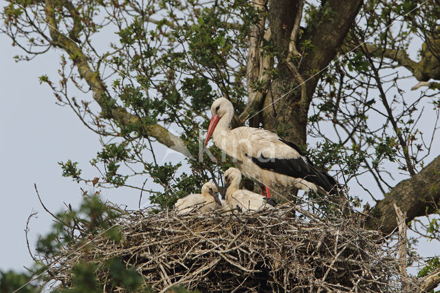 White Stork (Ciconia ciconia)