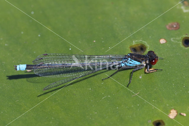 Grote roodoogjuffer (Erythromma najas)