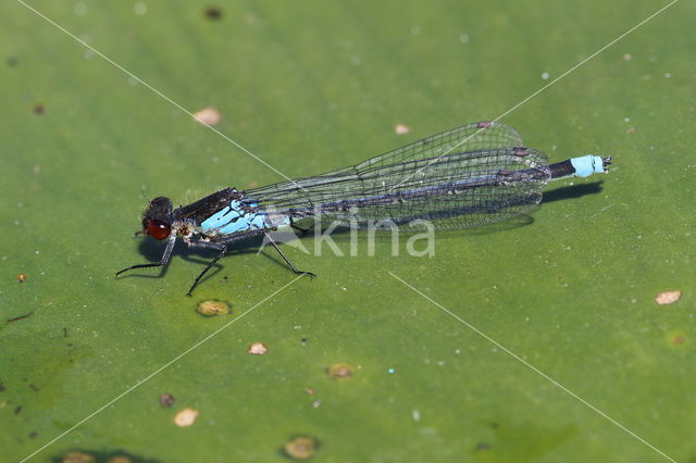 Red-eyed Damselfly (Erythromma najas)