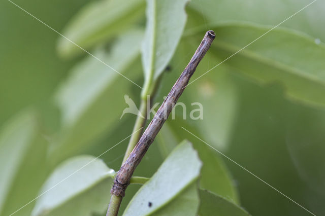 Zwartvlekspikkelspanner (Menophra abruptaria)