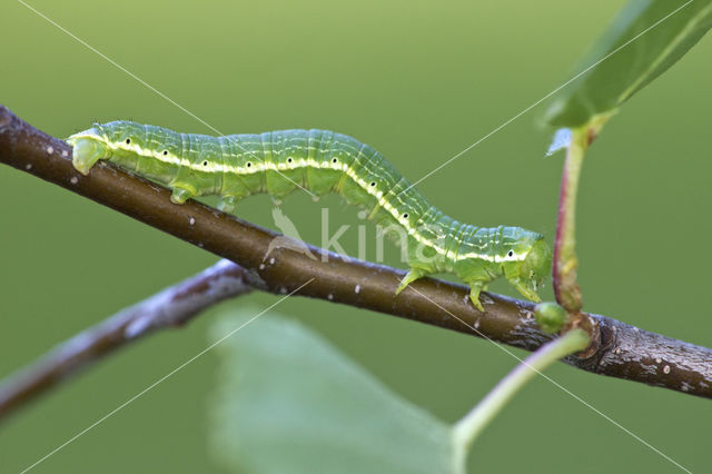 Oranje berkenspanner (Archiearis parthenias)