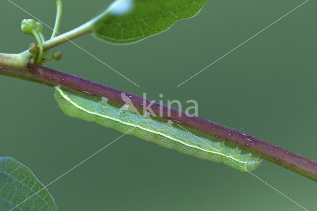 Clouded Drab (Orthosia incerta)