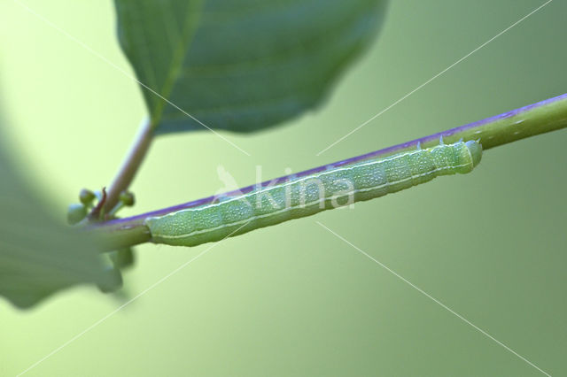 Variabele voorjaarsuil (Orthosia incerta)