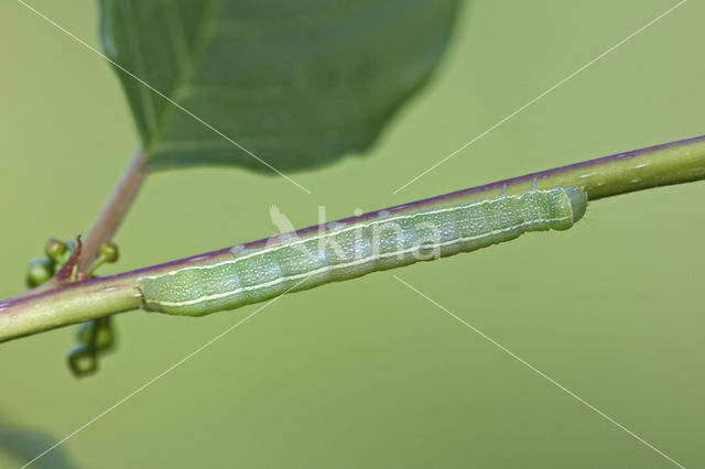 Variabele voorjaarsuil (Orthosia incerta)