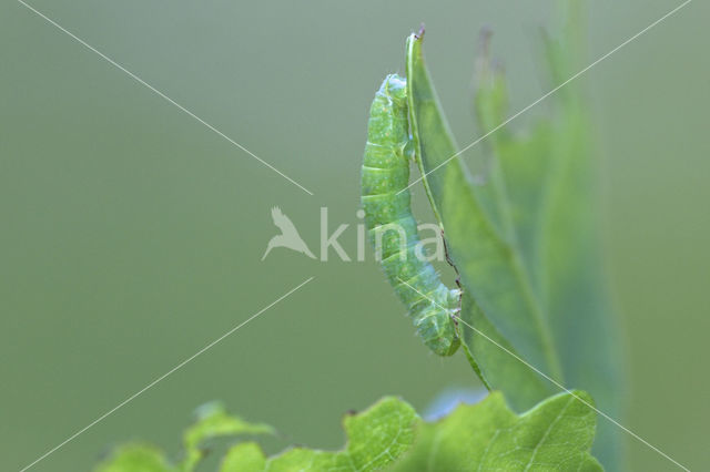 Autumnal Moth (Epirrita autumnata)