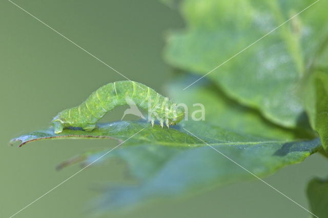 Autumnal Moth (Epirrita autumnata)