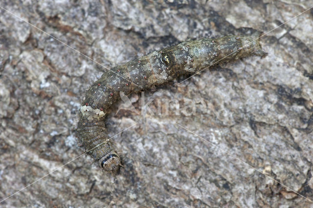 Dark Crimson Underwing (Catocala sponsa)