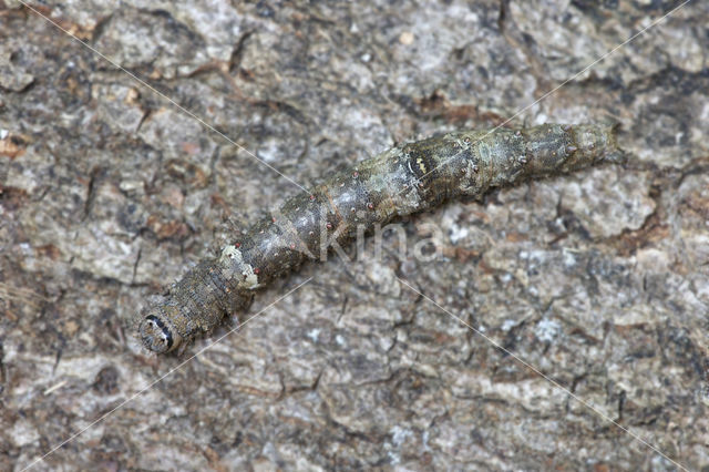 Dark Crimson Underwing (Catocala sponsa)