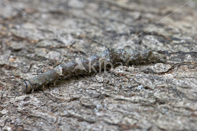 Dark Crimson Underwing (Catocala sponsa)