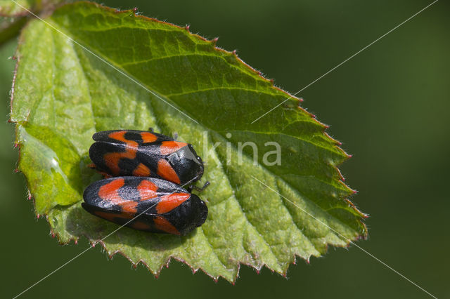 Froghopper (Cercopis vulnerata)