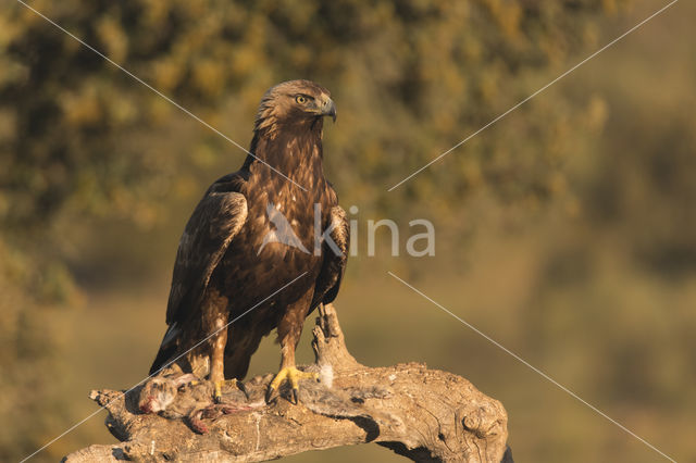 Golden Eagle (Aquila chrysaetos)