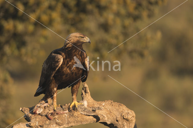 Golden Eagle (Aquila chrysaetos)