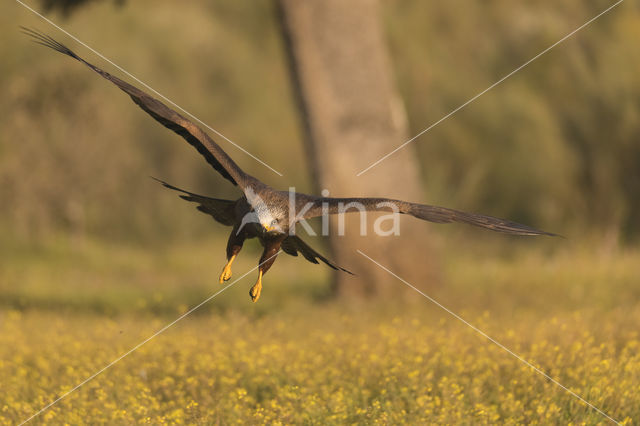 Zwarte Wouw (Milvus migrans)