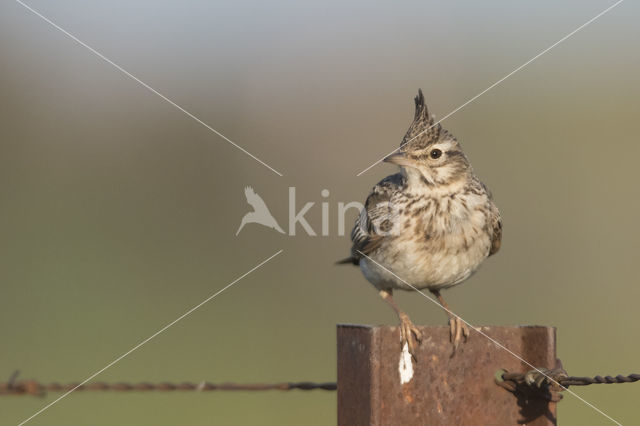 Crested Lark (Galerida cristata)