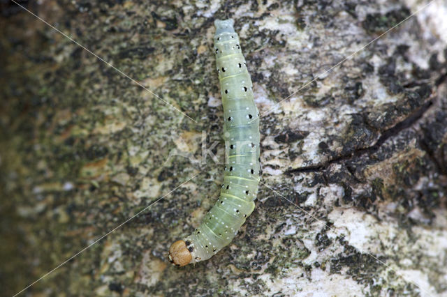 Lente-orvlinder (Achlya flavicornis)