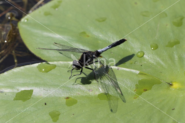 Lilypad White-faced Darter (Leucorrhinia caudalis)