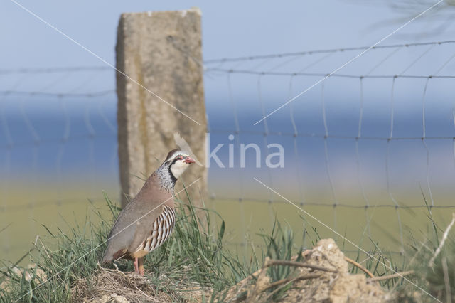 Red-legged Partridge (Alectoris rufa)