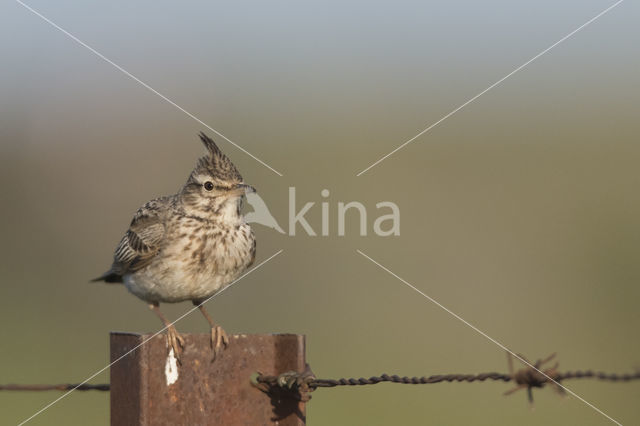 Crested Lark (Galerida cristata)